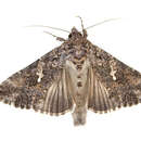 Image of ni moth
