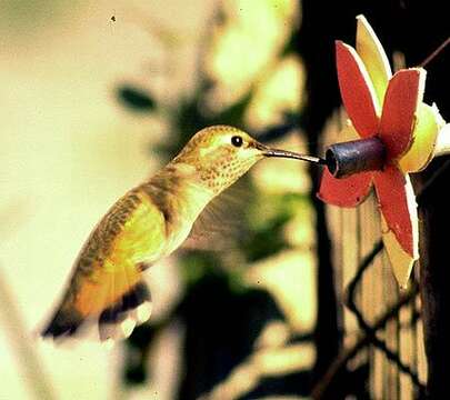 Image of Black-chinned Hummingbird