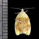 Image of Oak Leaftier Moth