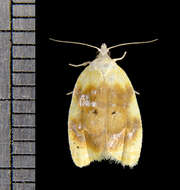 Image of Oak Leaftier Moth