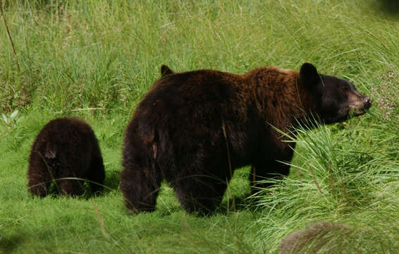 Image of Brown Bear