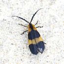 Image of Banded Net-winged Beetle