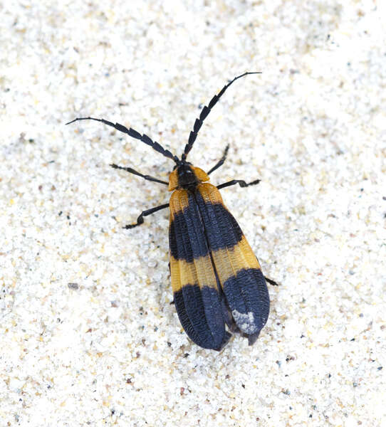 Image of net-winged beetles