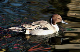 Image of pintail, northern pintail