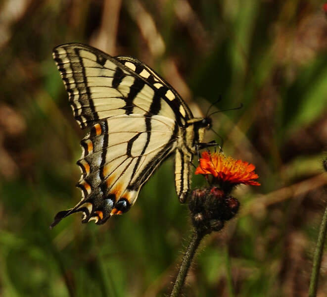 Image of Canadian Tiger Swallowtail