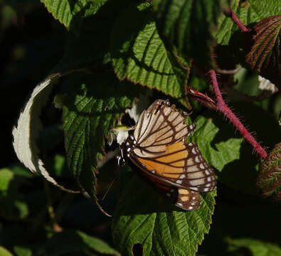 Imagem de Limenitis archippus Cramer 1775