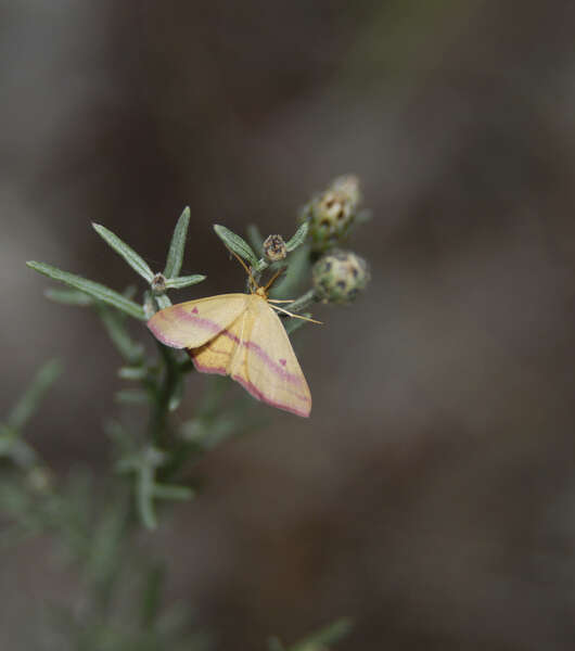 Plancia ëd Haematopis