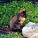 Image of Red-bellied Pademelon