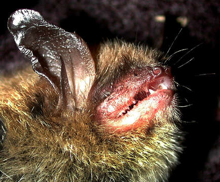 Image of Northern Long-Eared Bat