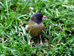 Image of Carduelis ambigua