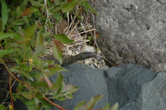 Image of Lake Erie Water Snake