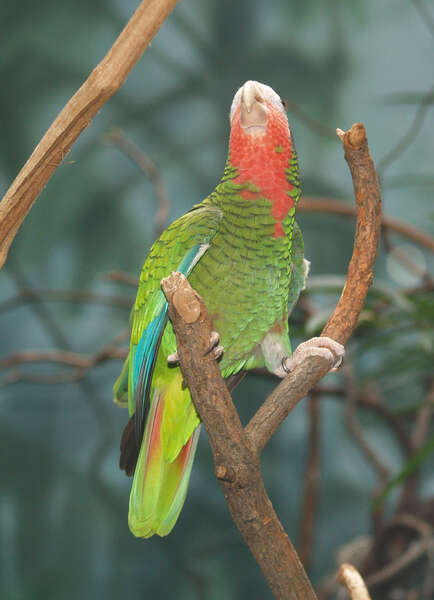 Image of Bahamas Parrot