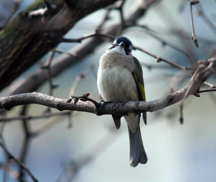 Image of Light-vented Bulbul