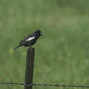 Image of Lark Bunting