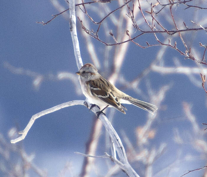 Spizella passerina (Bechstein 1798) resmi