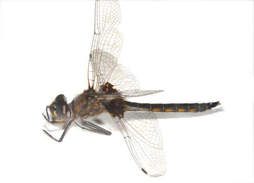 Image of Common Baskettail