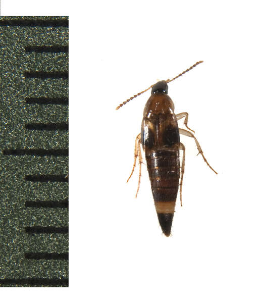 Image de Staphylinidae