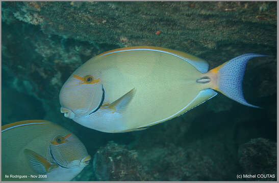 Image of Dussumier's Surgeonfish