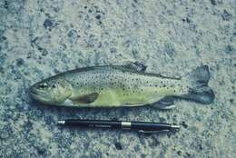 Image of Apache Trout