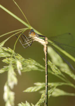 Imagem de Lestes dryas Kirby 1890