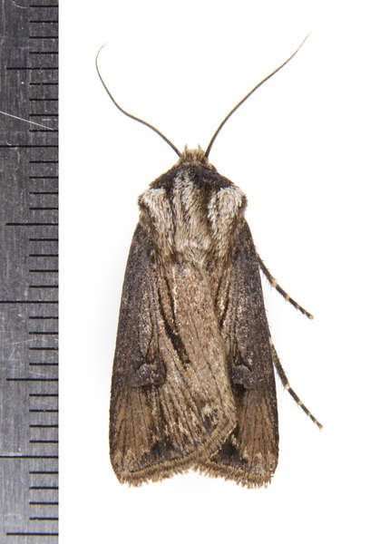 صورة Agrotis venerabilis Walker 1856