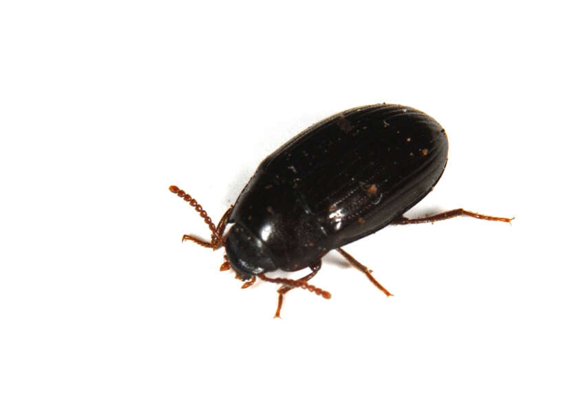 Image of Tetratomidae