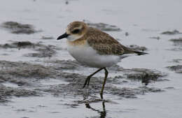 Image of Little Ringed Plover