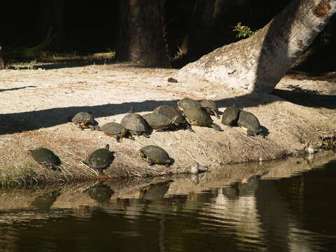 Image of Florida Cooter