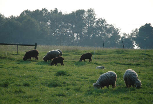 Plancia ëd Ovis aries Linnaeus 1758