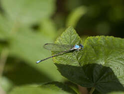 Image of Blue-fronted Dancer