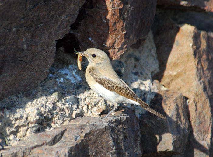 Image of Desert Wheatear