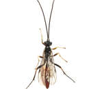 Image of Ichneumonidae