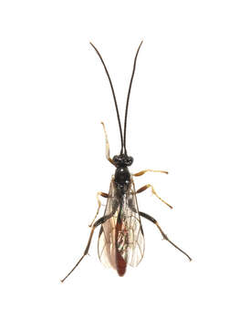 Imagem de Ichneumonidae