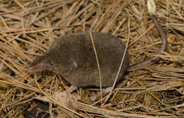 Image of Smoky Shrew