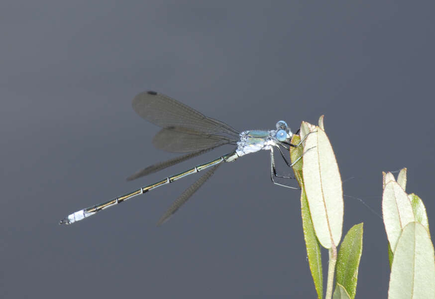 Image of Amber-winged Spreadwing
