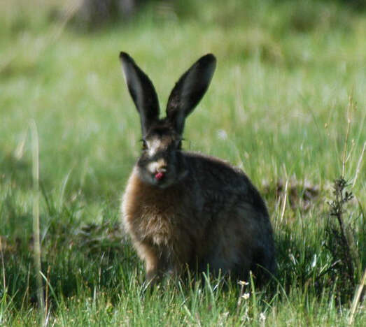 Plancia ëd Lepus oiostolus Hodgson 1840