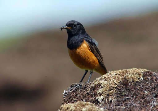 Image of Black Redstart