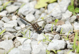 Image of Phanogomphus lividus (Selys 1854)