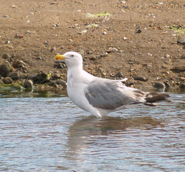 Image of European Herring Gull