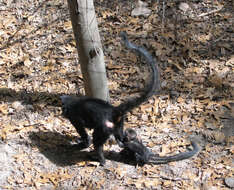 Image of Black Crested Mangabey