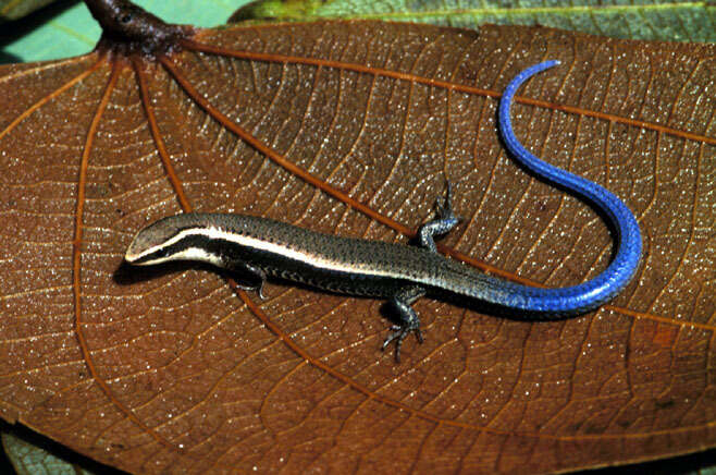 FAUNA E FLORA DO RN: Lagarto-de-cauda-azul Micrablepharus maximiliani  (REINHARDT & LÜTKEN, 1862) ; Fauna do Rio Grande do Norte.