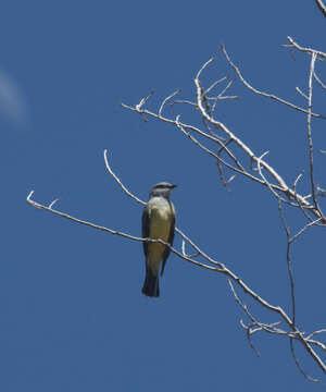 Image of Western Kingbird