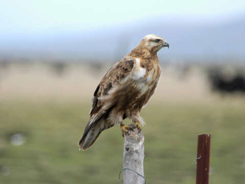 Image of Upland Buzzard