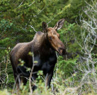 Image of moose