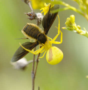 Image of Crab spider