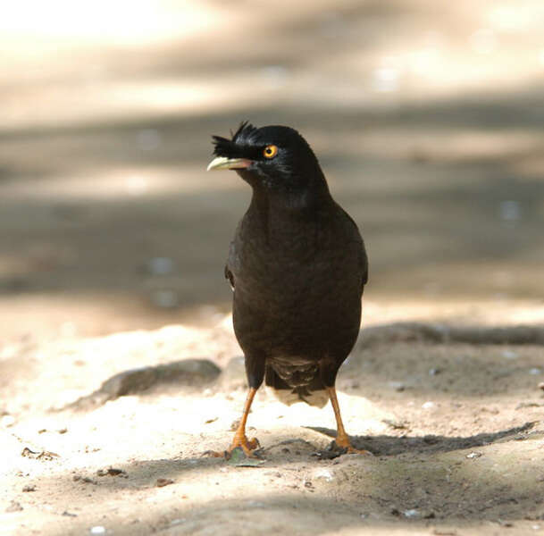 Image of Myna