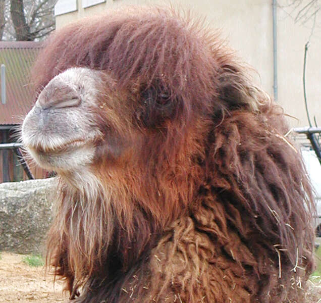 Image of Bactrian camel