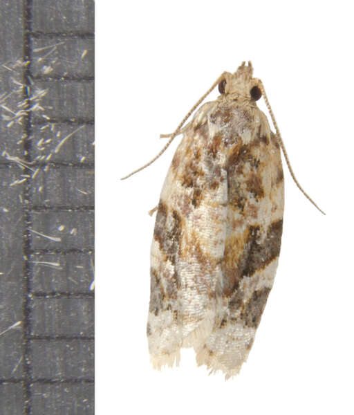 Argyrotaenia velutinana Walker 1863的圖片