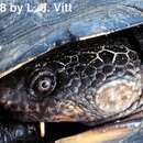 Image of Gibba (Toadhead) Turtle