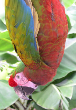 Image of macaws